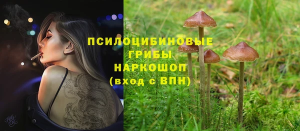 PSILOCYBIN Белокуриха